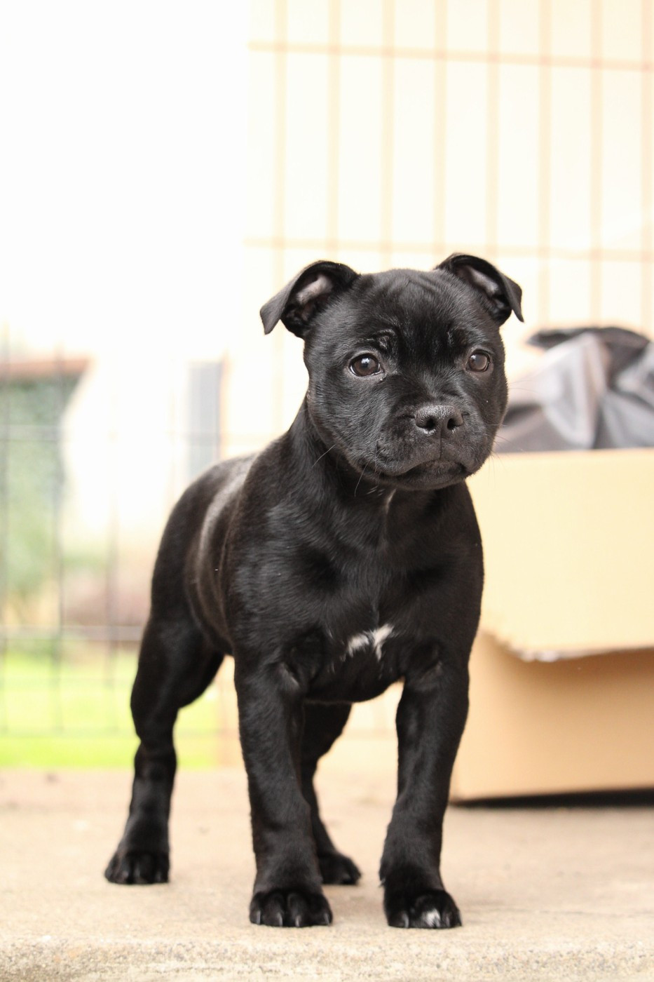 Ambizion Az a Ridah Des Gardiens Du H'Stafford